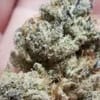 Tacky Glue Feminised strain by In House Genetics