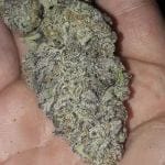 Zurple Punch BX Feminised strain by In House Genetics