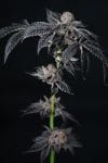 Inked Up Cherries Feminized Seeds-LV8-INUC-FEM