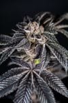 Inked Up Cherries Feminized Seeds-LV8-INUC-FEM