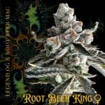 Root Beer King Feminised strain