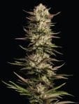 California Octane Triploid Feminised strain