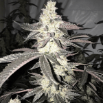 Dolato S1 Feminised strain by In House Genetics
