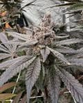Gasserole Feminised strain