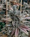 Lemon Elixir Feminised strain