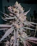 Ripe Feminised strain