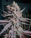 Ripe Feminised strain