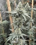 Sundae Supper Feminised strain