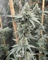 Sundae Supper Feminised strain