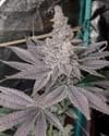 Swolfire Feminised strain
