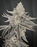 Yacht Party Feminised strain