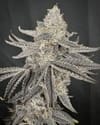 Yacht Party Feminised strain