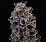 White Widow Auto strain by Atlas Seed