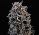 White Widow Auto strain by Atlas Seed