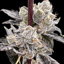 Dry Erase Marker strain by Atlas Seed