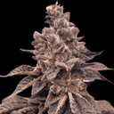 Gorilla Apple Candy strain by Atlas Seed