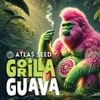 Gorilla Guava strain by Atlas Seed