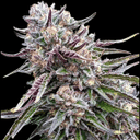 Orangutangie strain by Atlas Seed