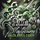Platinum Green Apple Candy strain by Atlas Seed