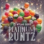Platinum Runtz strain by Atlas Seed