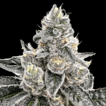 Platinum Runtz strain by Atlas Seed