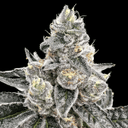 Platinum Runtz strain by Atlas Seed