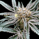 Platinum Zoap strain by Atlas Seed