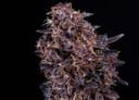 GMO Auto strain by Atlas Seed
