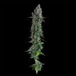 Black Sugar 2.0 Feminised strain from Seedsman