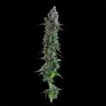 Black Sugar 2.0 Feminised strain from Seedsman