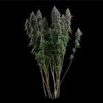 Black Sugar 2.0 Feminised strain from Seedsman