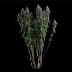 Black Sugar 2.0 Feminised strain from Seedsman