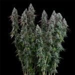 Black Sugar 2.0 Feminised strain from Seedsman