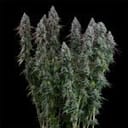 Black Sugar 2.0 Feminised strain from Seedsman