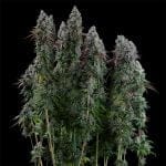 Black Sugar 2.0 Feminised strain from Seedsman