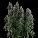 Black Sugar 2.0 Feminised strain from Seedsman