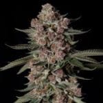 Tropical Jam Feminised by Silent Seeds