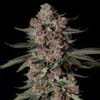 Tropical Jam Feminised by Silent Seeds