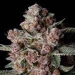 Tropical Jam Feminised by Silent Seeds