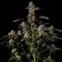 Tropical Jam Feminised by Silent Seeds