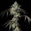 Mint Candy Feminised by Silent Seeds