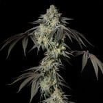 Mint Candy Feminised by Silent Seeds