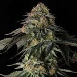 Rainbow Gas Feminised by Silent Seeds