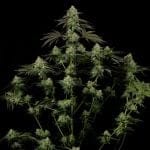 Rainbow Gas Feminised by Silent Seeds