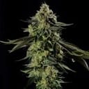 Rainbow Gas Feminised by Silent Seeds