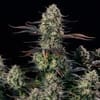 Alien Gas XXL Auto by Silent Seeds