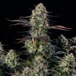 Alien Gas XXL Auto by Silent Seeds