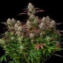 Alien Gas XXL Auto by Silent Seeds