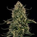 Mac Dawg XXL Auto by Silent Seeds