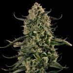 Mac Dawg XXL Auto Feminised Seeds-SIL-MADAXXL-AUTO-FEM